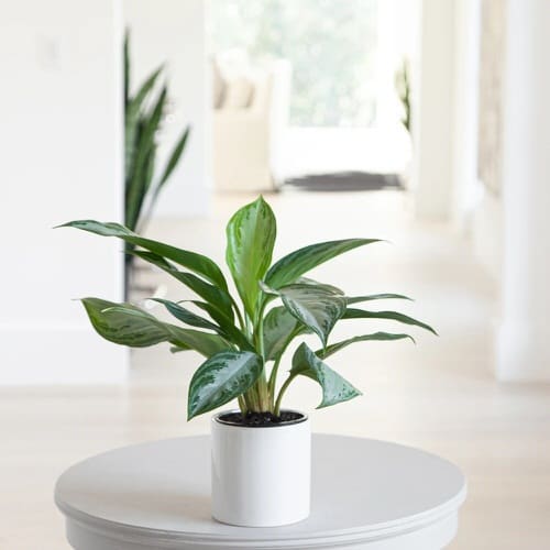 Low Maintenance Indoor Plant-Chinese Everygreen