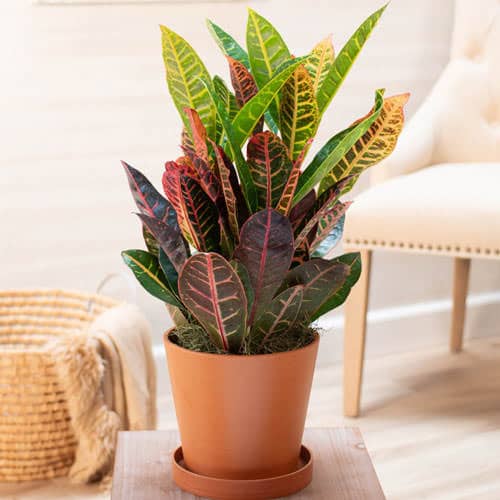 Low Maintenance Indoor Plant-Croton