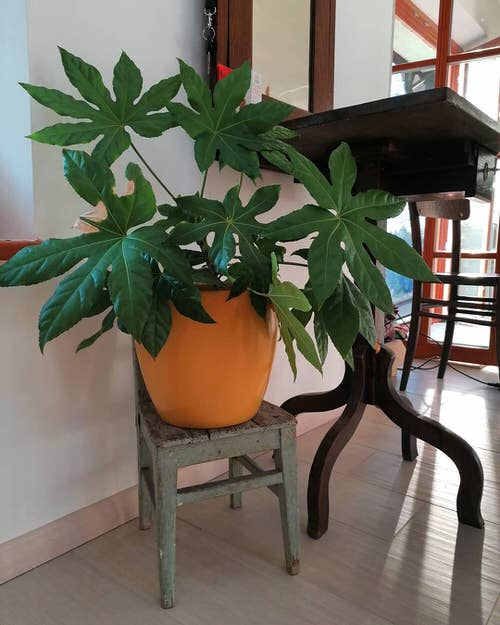 Low Maintenance Indoor Plant-45