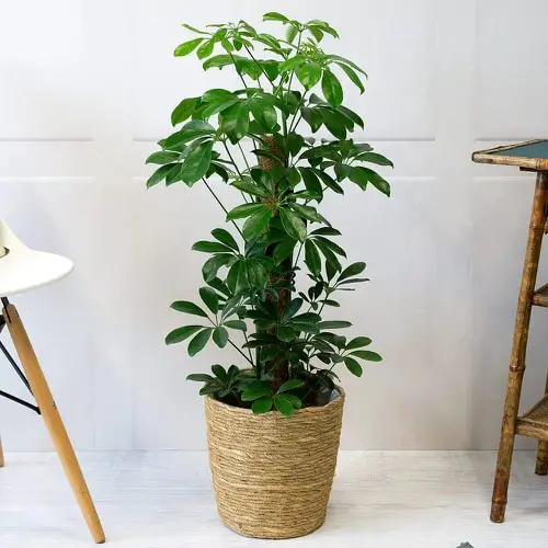 Umbrella Tree- Low Maintenance Indoor Plant