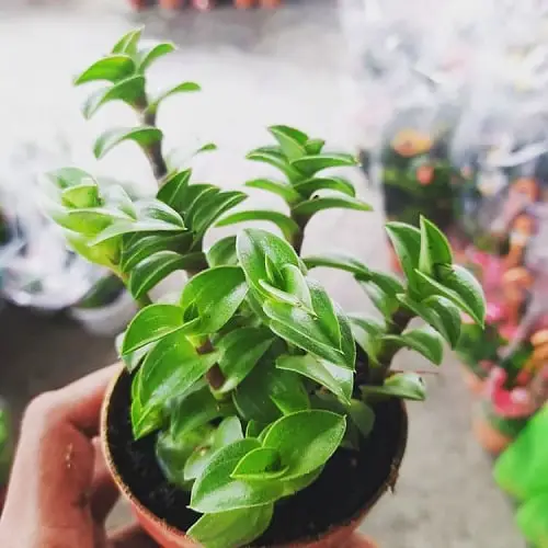 Different Types of Callisia 3