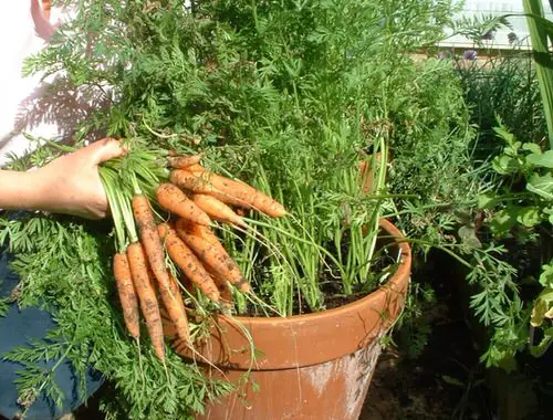 Vegetables to Grow in Pots 9