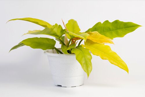 Philodendron Varieties You Can Grow From Cuttings 3