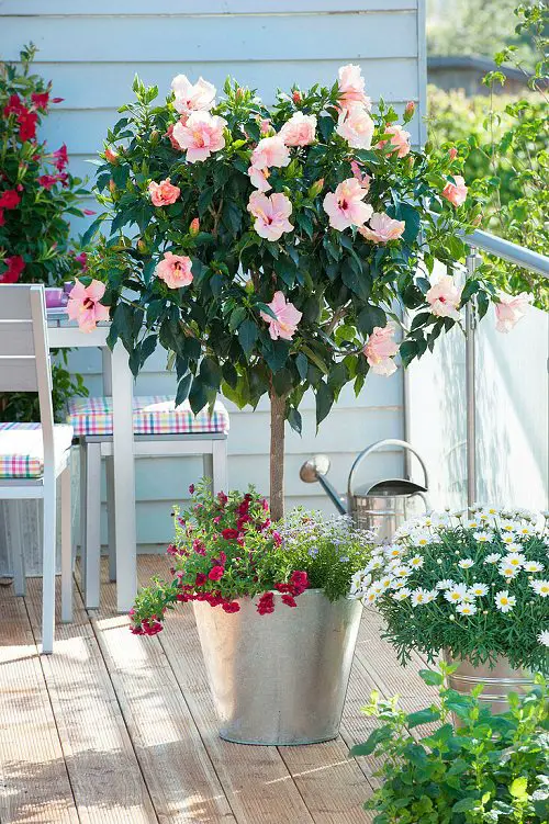 Best Flowers for Full Sun in balcony