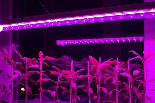 Introduce Grow Lights into Your Home