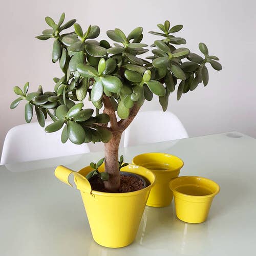 Easy-Peasy Houseplants 3