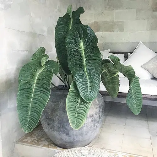 Fanciest Anthuriums 3