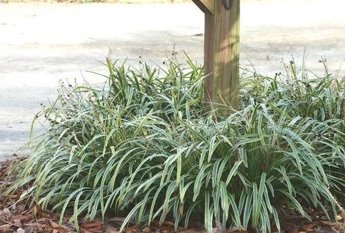 Flowering Ground Cover 5