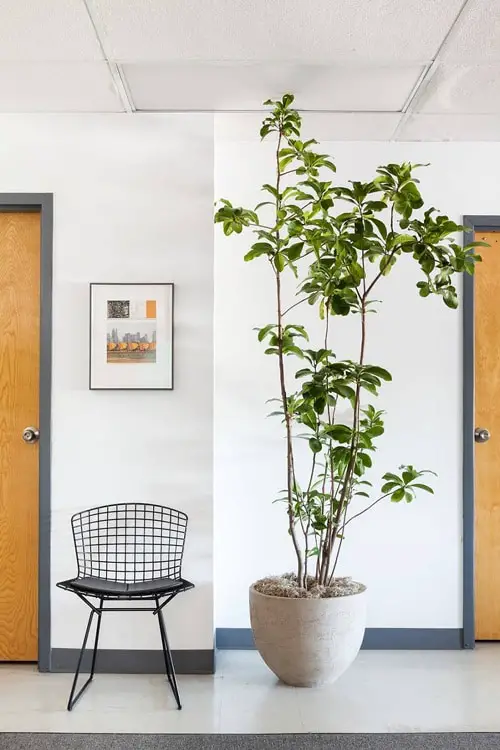 Houseplants that Look-Like Fiddle Leaf Fig 3
