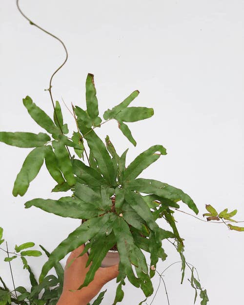 Indoor Ferns that Climb 3
