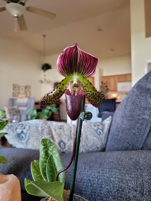 Most Beautiful Orchids with Decorative Foliage indoor