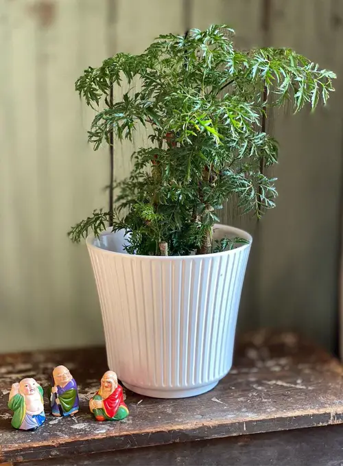 Low Maintenance Indoor Plant-Ming Aralia