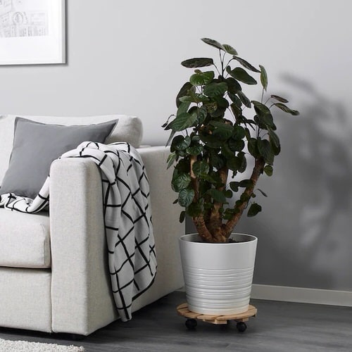  Low Maintenance Indoor Plant-Arabian Aralia