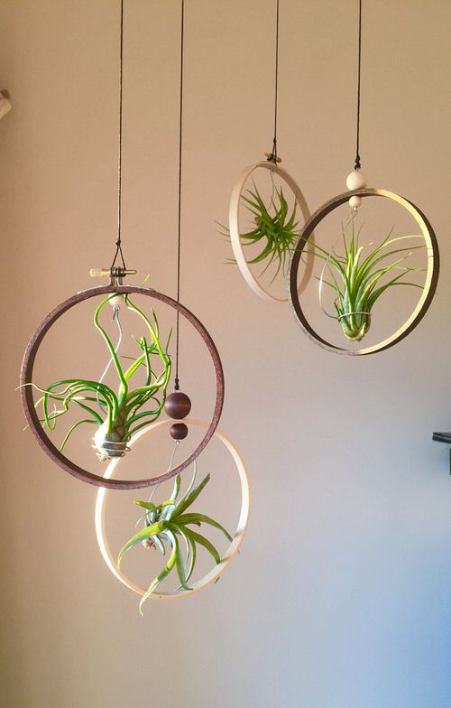  Low Maintenance Indoor Plant-Air plants