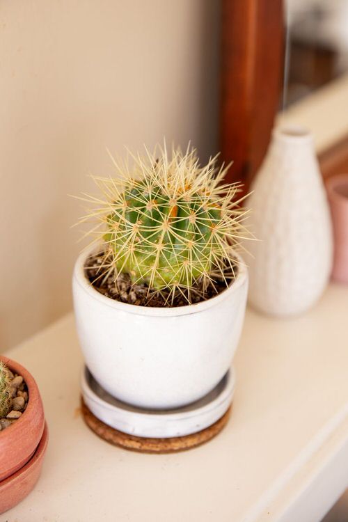  Low Maintenance Indoor Plant- Barrel Cactus