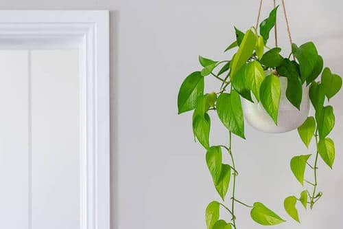  Low Maintenance Indoor Plant-Pothos