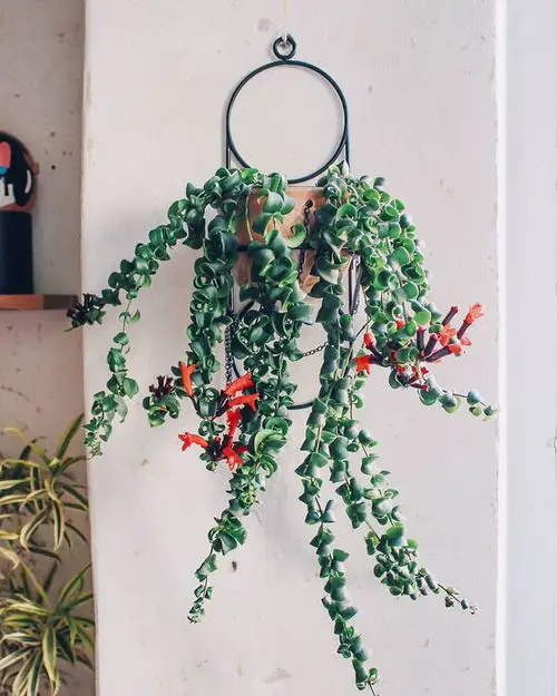 Low Maintenance Indoor Plant-Lipstick Plant