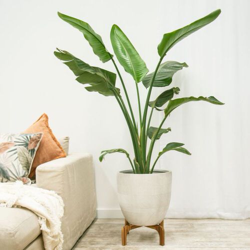  Low Maintenance Indoor Plant-Bird of Paradise