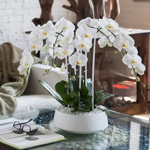 indoor Blooms Symbolising Fresh Starts