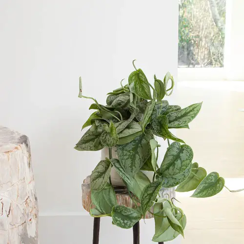 Silver Satin Pothos Pictures 3