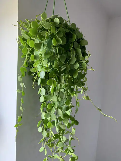Best Hanging Succulents 