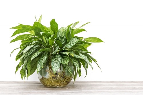 Growing Indoor Plants in Water 3