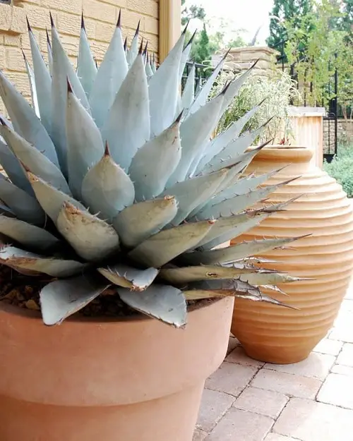 Best Blue Succulents 3