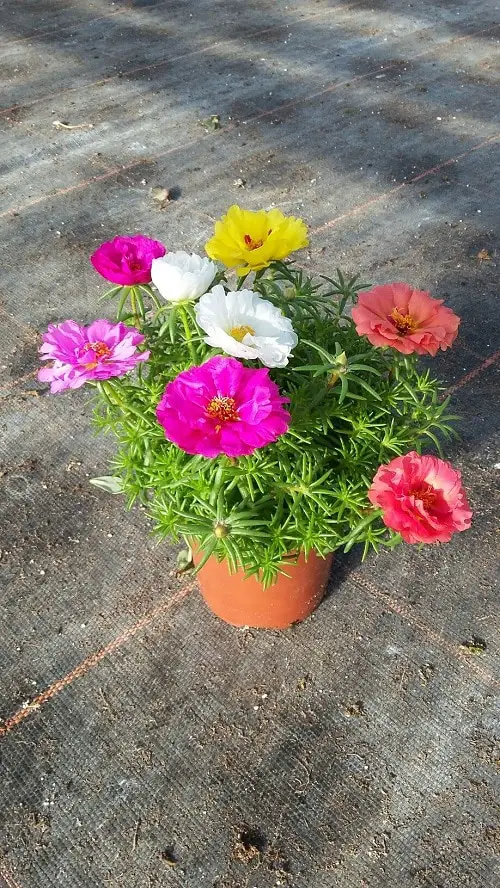 Divide the Plant