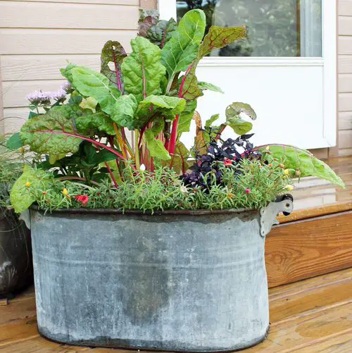 Amazing Plants to Grow in Your Tropical Edible Garden