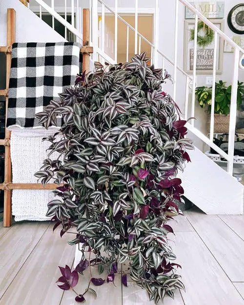  Black Vines and Trailing Plants to Grow Indoors