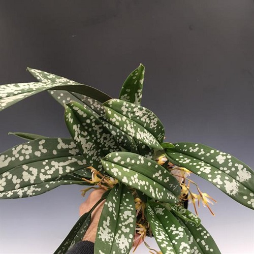The most exquisite orchids with ornate foliage