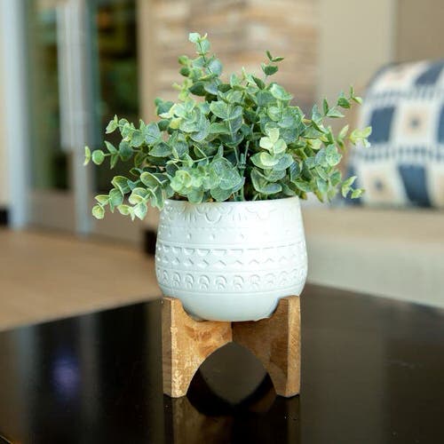  Low Maintenance Indoor Plant-Eucalyptus 