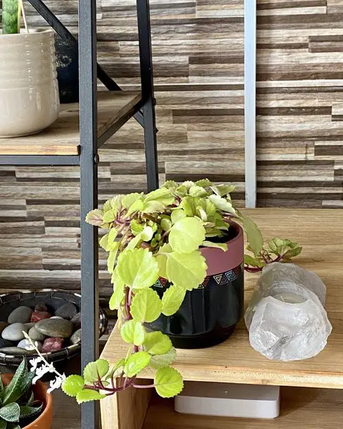 Low Maintenance Indoor Plant-Swedish Ivy