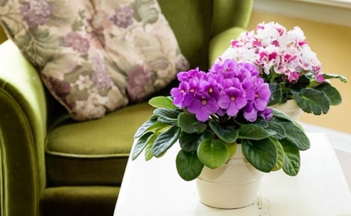  Low Maintenance Indoor Plant-African Violet
