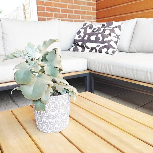 Low Maintenance Indoor Plant-Elephant's Ear Kalanchoe