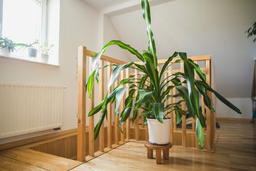 Low Maintenance Indoor Plant-Corn Plant