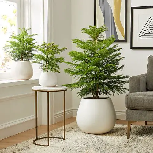 Low Maintenance Indoor Plant-Norfolk Island Pine