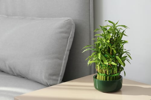  Low Maintenance Indoor Plant-Lucky Bamboo