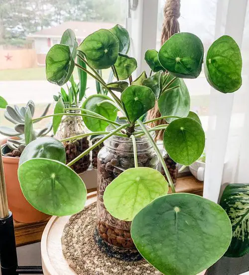 Chinese Money Plant in a Tall Mason Jar