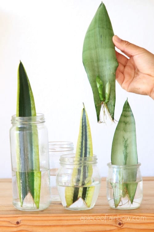 Indoor Plant Propagation Station Ideas 75