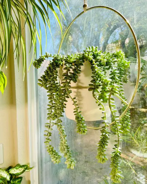 Best Hanging Succulents with Pictures near window