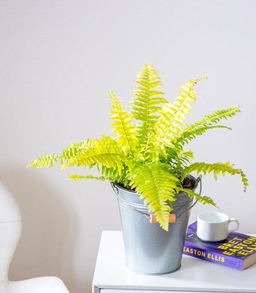 Beautiful Golden Plants for Hanging Baskets 4