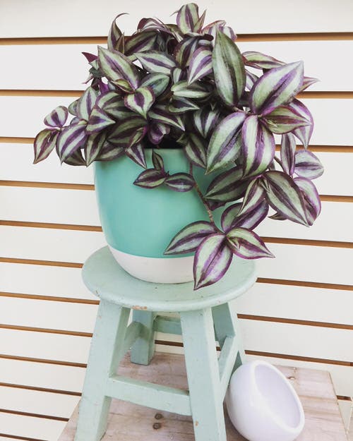 Adorable tiny indoor plants