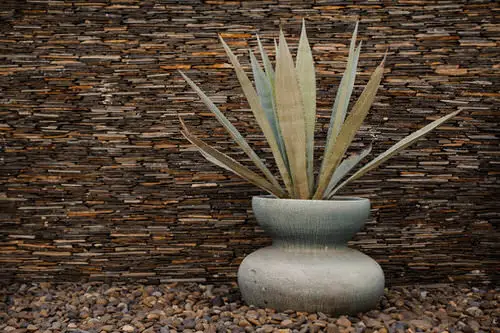 Succulents that Don't Need Water Before a Month 4