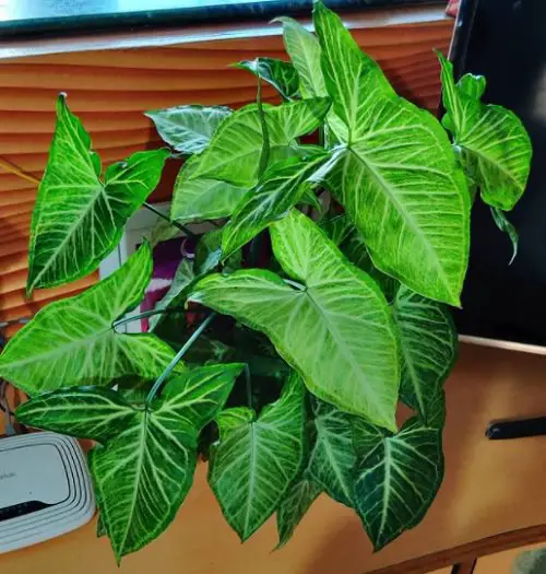 Easy-Peasy Houseplants 4