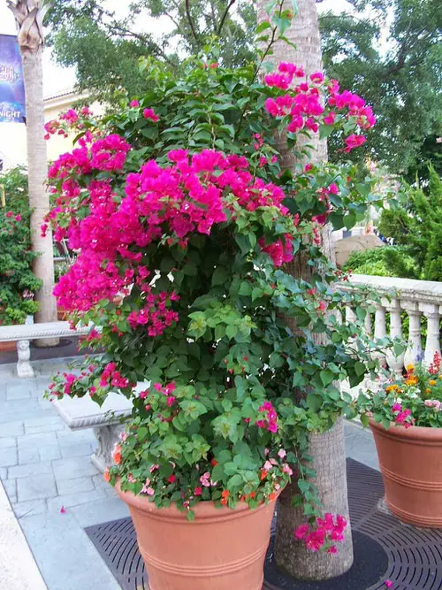 bougainvillea in a pot in garden