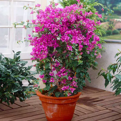 Best Vines for Containers 7