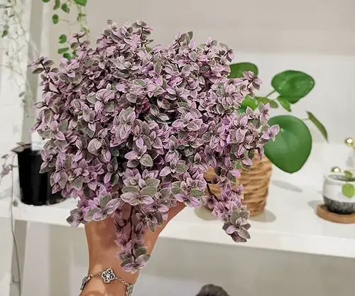 Different Types of Callisia Species You Can Grow indoor