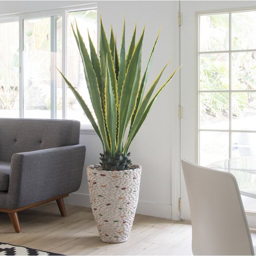 Plants that Look Like Snake Plant 4