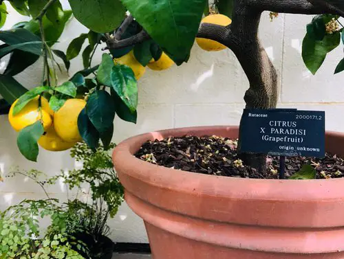 Healthy Juice and Smoothie Plants in pot